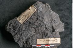 Foto (Detailansicht) von Palissya podocarpoides Ettingshausen (NHMW-GEO-2024-0188-10310)